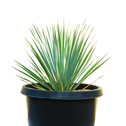 Yucca Rostrata