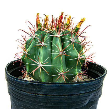 Southwest Barrel Cactus