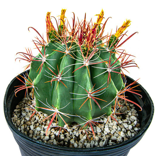 Southwest Barrel Cactus