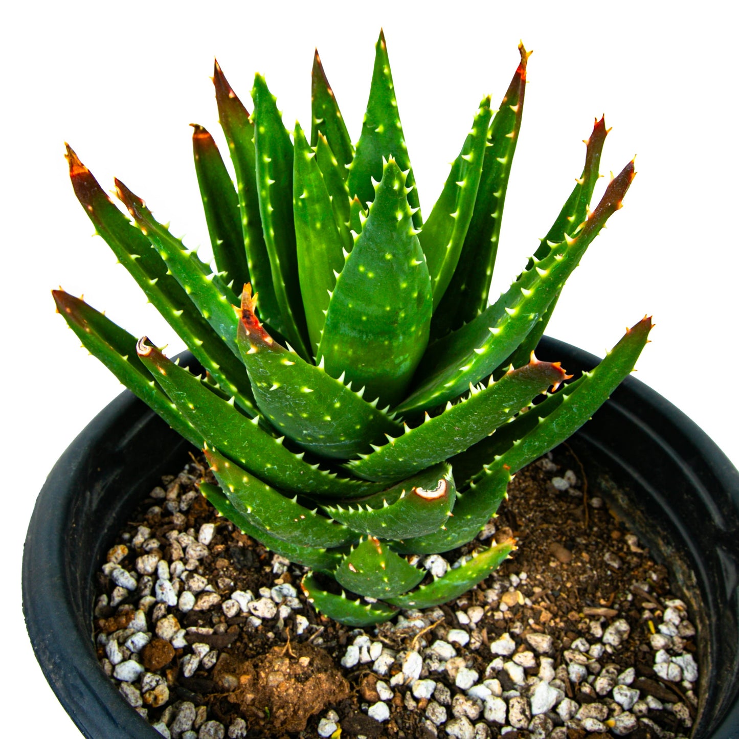 Aloe Nobilis