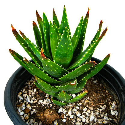 Aloe Nobilis