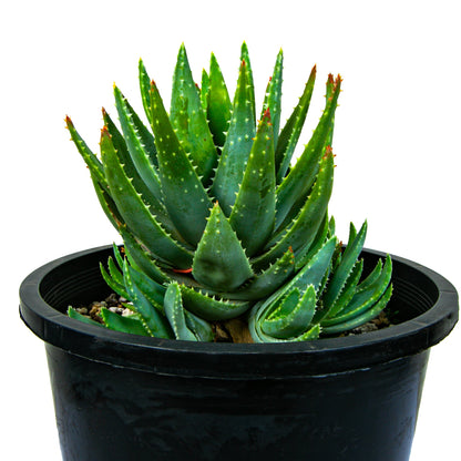 Aloe Brevifolia