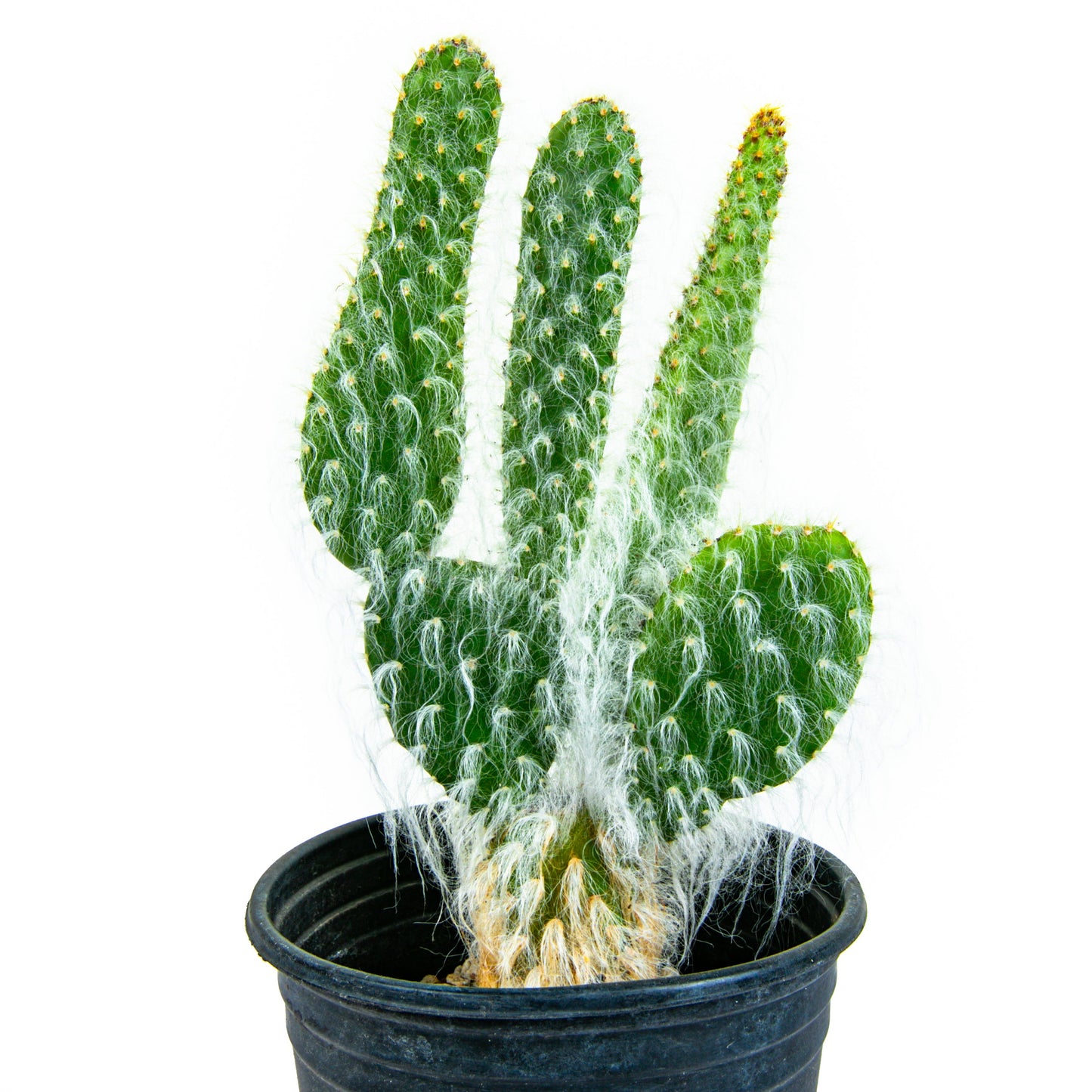 "Snow White" Prickly Pear