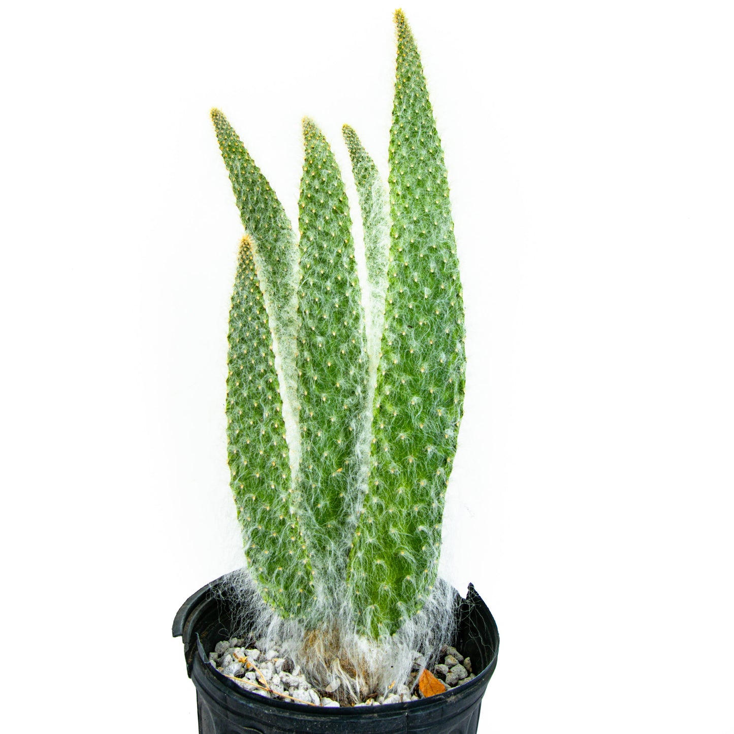 "Snow White" Prickly Pear