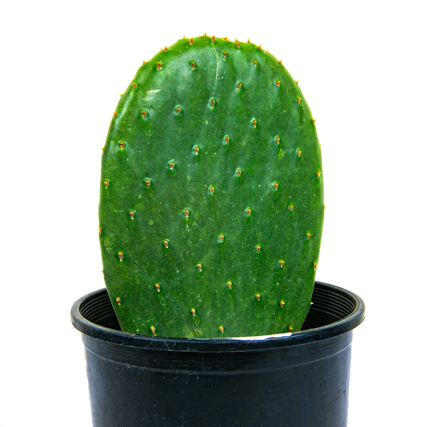 Nopal Prickly Pear