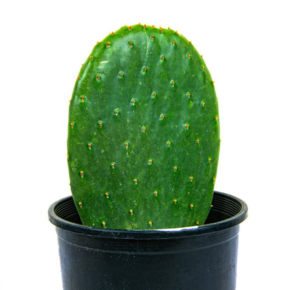 Nopal Prickly Pear