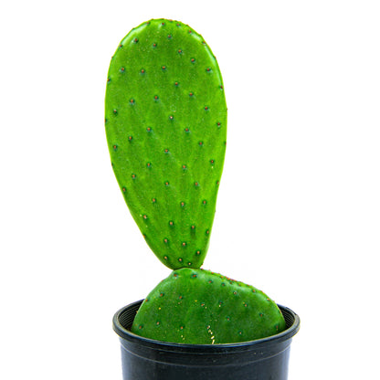 Nopal Prickly Pear