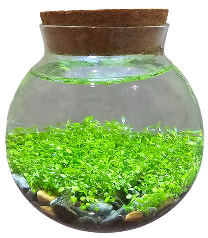 WaterPlants- Grow Lush Aquatic Plants from Seed! Thrives With Minimal Care