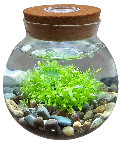 WaterPlants- Grow Lush Aquatic Plants from Seed! Thrives With Minimal Care