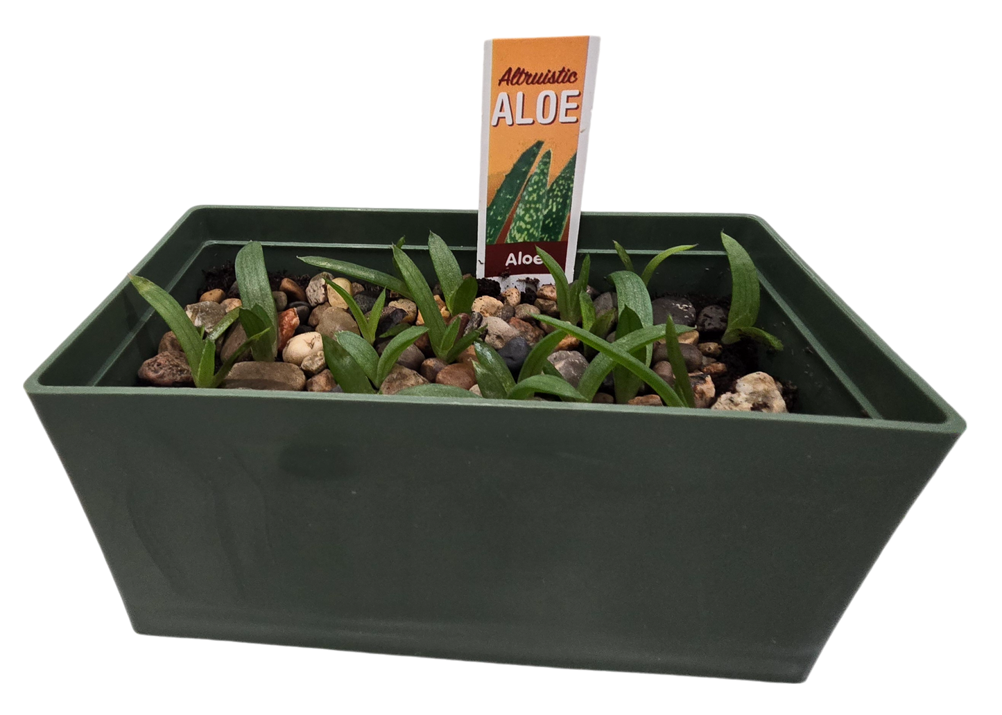 Aloe Seed Square Terrarium