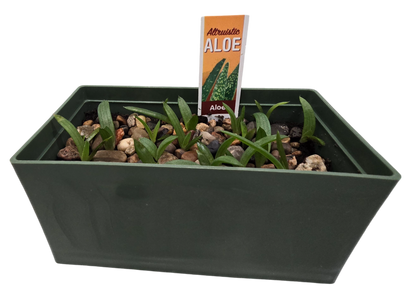 Aloe Seed Square Terrarium