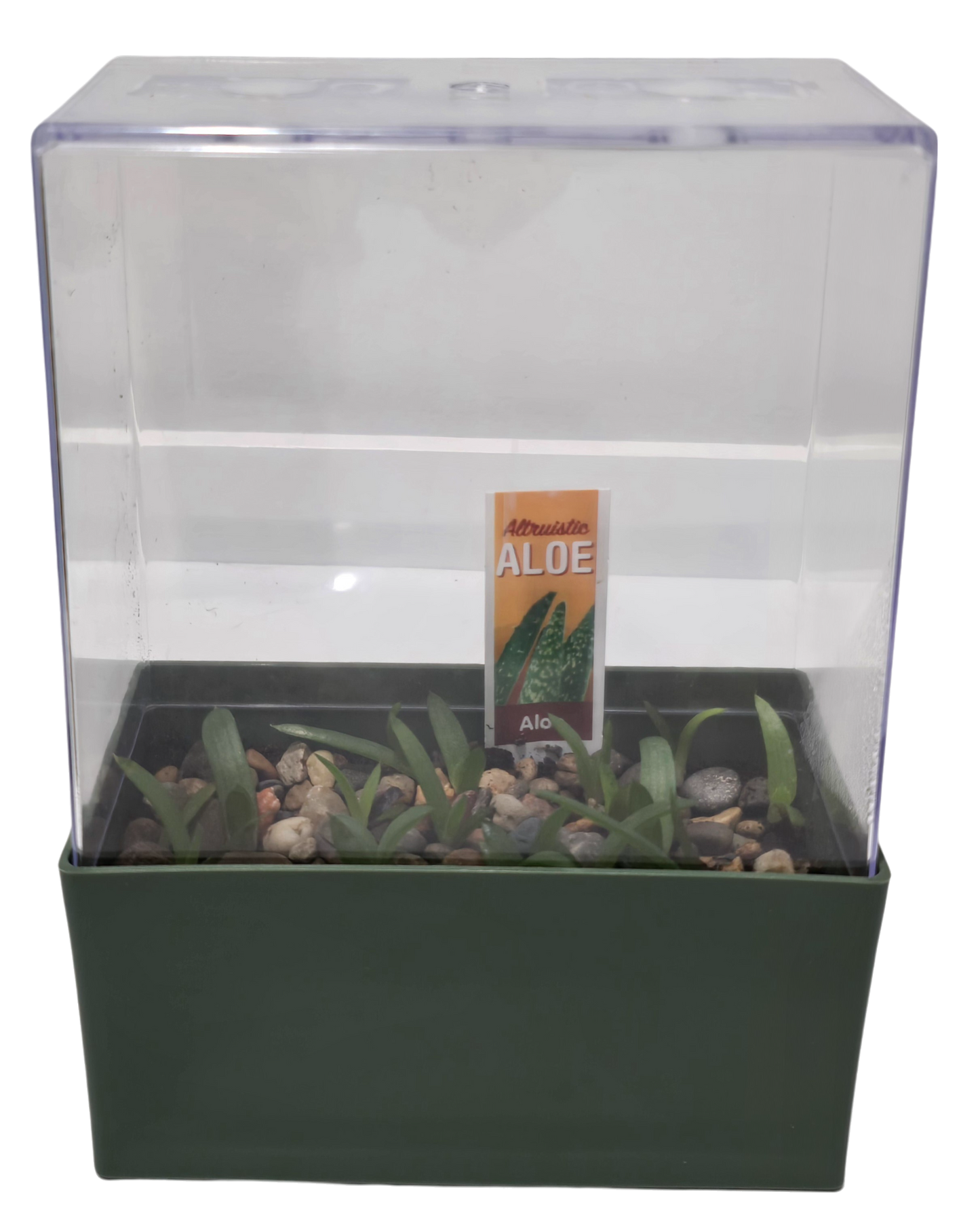 Aloe Seed Square Terrarium