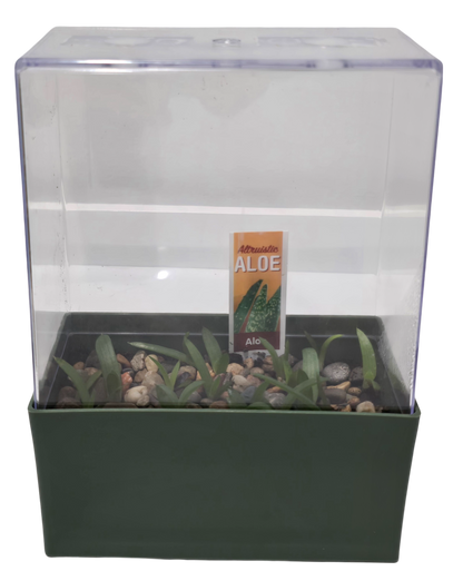 Aloe Seed Square Terrarium