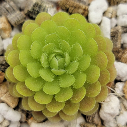 Pinguicula spec. "Minas des Asbestos"