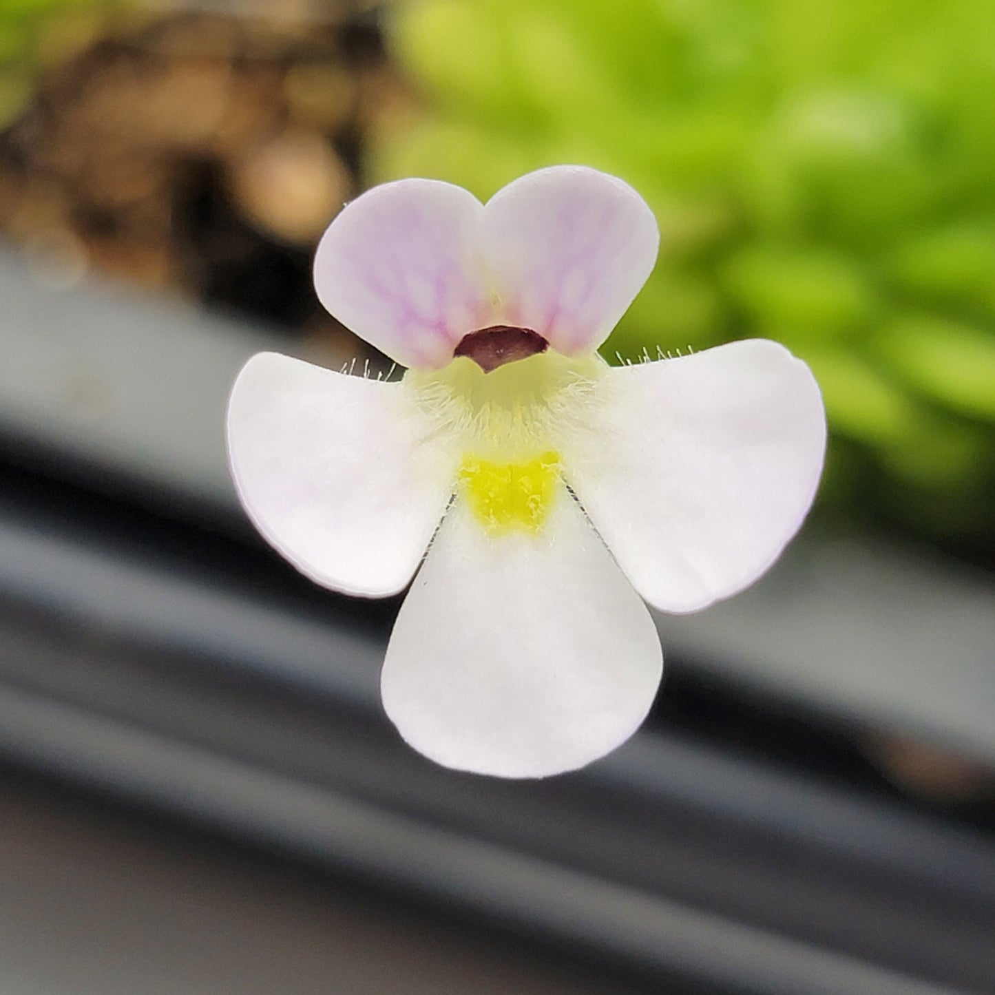 Pinguicula spec. "Minas des Asbestos"