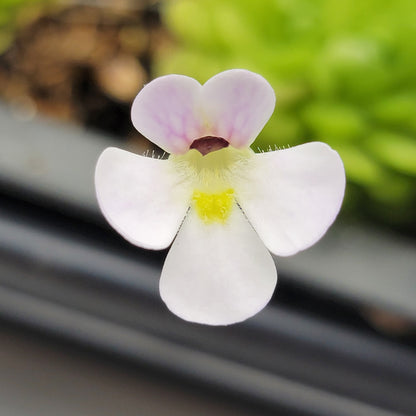 Pinguicula spec. "Minas des Asbestos"