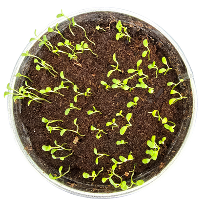 Pot O' Good Luck - Grow Your Own Shamrocks Multipack of 3