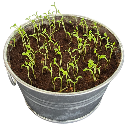 Pot O' Good Luck - Grow Your Own Shamrocks Multipack of 3