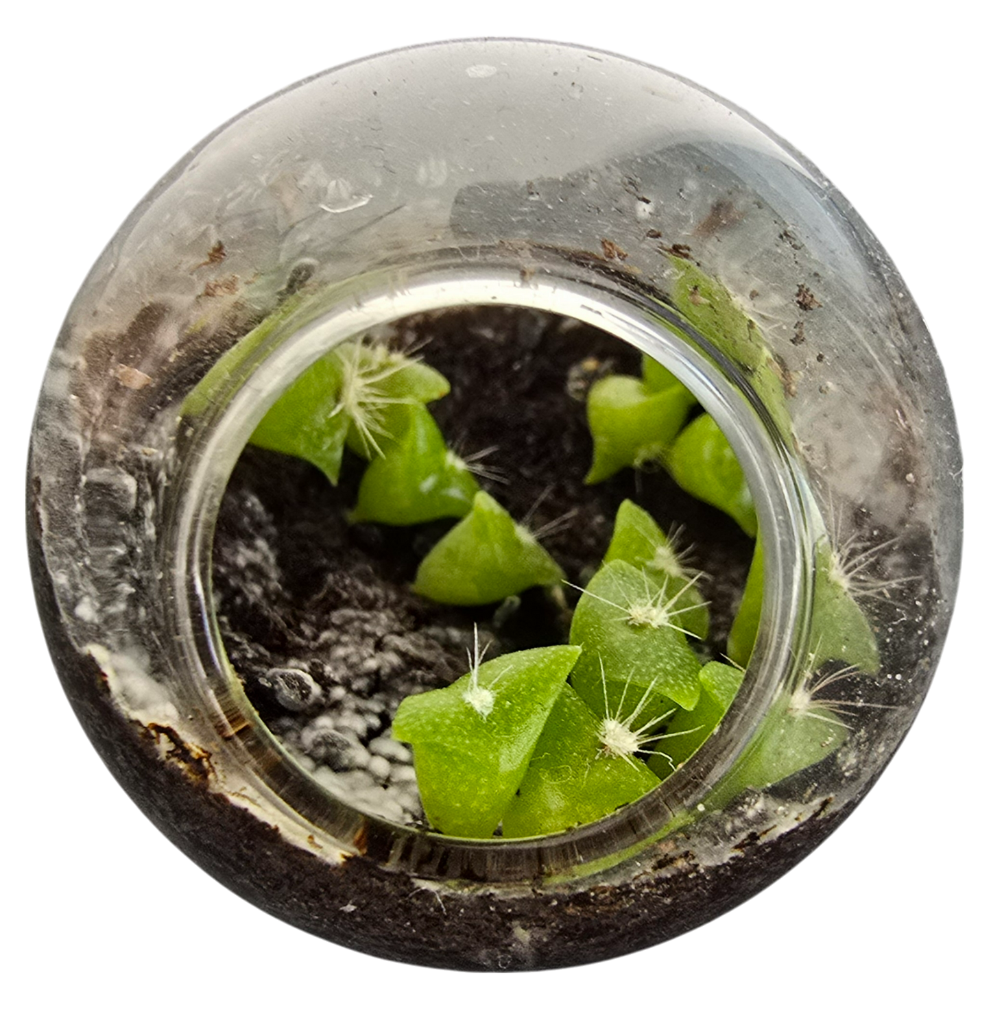 Flowering Cacti Tiny Terrariums Bundle - 2 each of 3 Varieties