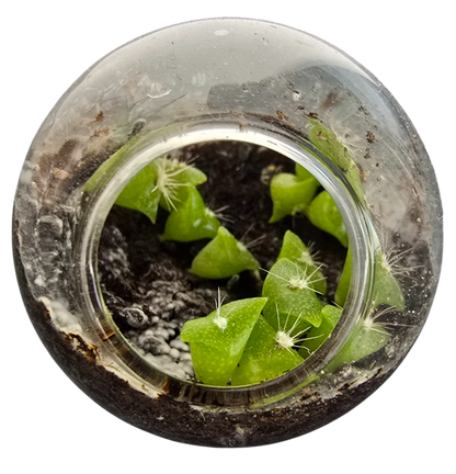 Flowering Cacti Tiny Terrariums Bundle - 2 each of 3 Varieties