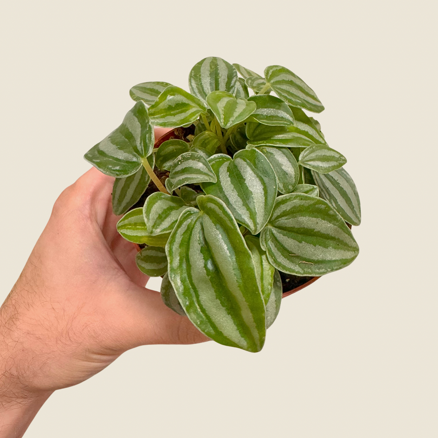 Peperomia Mini Watermelon