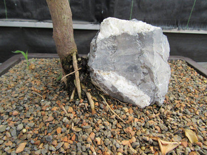 26 Year Old Bougainvillea Specimen Bonsai Tree