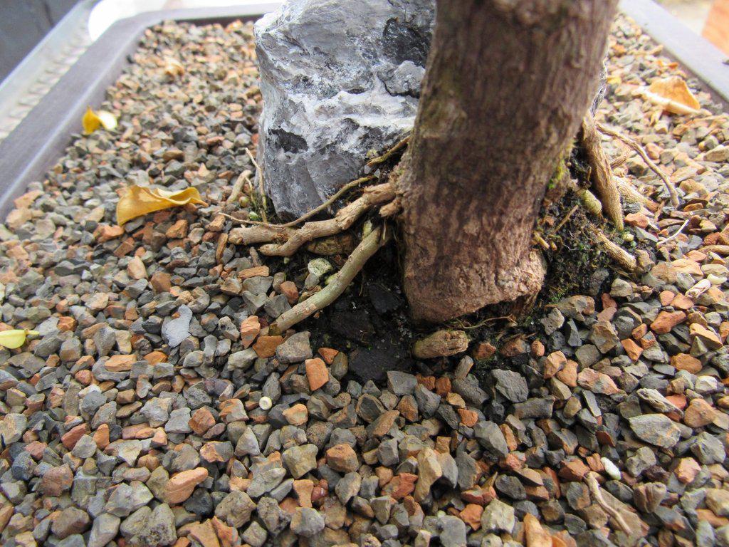 26 Year Old Bougainvillea Specimen Bonsai Tree