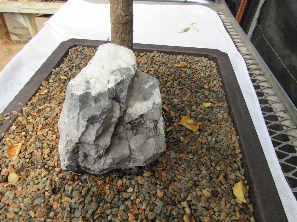 26 Year Old Bougainvillea Specimen Bonsai Tree