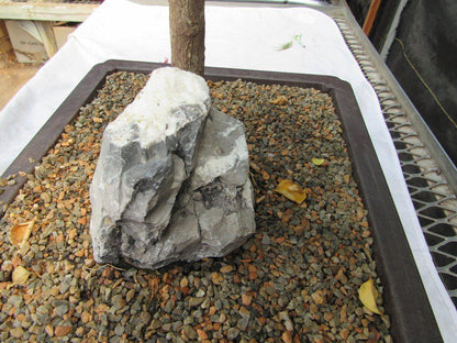 26 Year Old Bougainvillea Specimen Bonsai Tree
