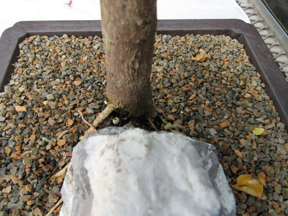 26 Year Old Bougainvillea Specimen Bonsai Tree