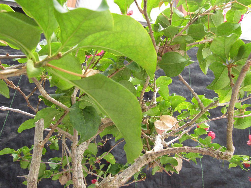 26 Year Old Bougainvillea Specimen Bonsai Tree