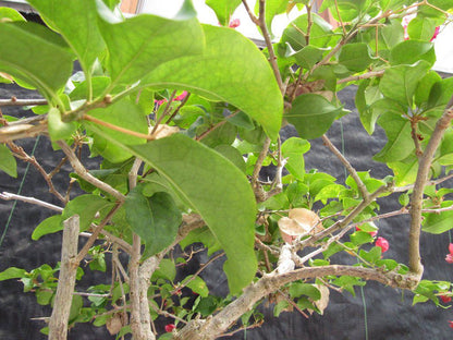 26 Year Old Bougainvillea Specimen Bonsai Tree