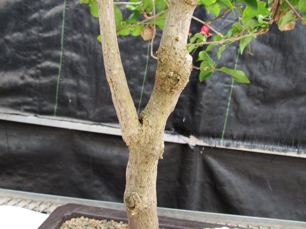26 Year Old Bougainvillea Specimen Bonsai Tree
