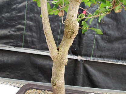 26 Year Old Bougainvillea Specimen Bonsai Tree