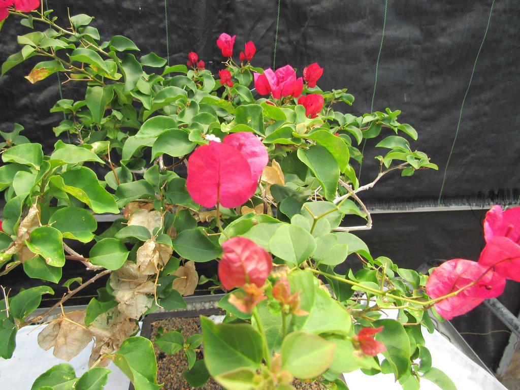 26 Year Old Bougainvillea Specimen Bonsai Tree