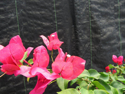 26 Year Old Bougainvillea Specimen Bonsai Tree