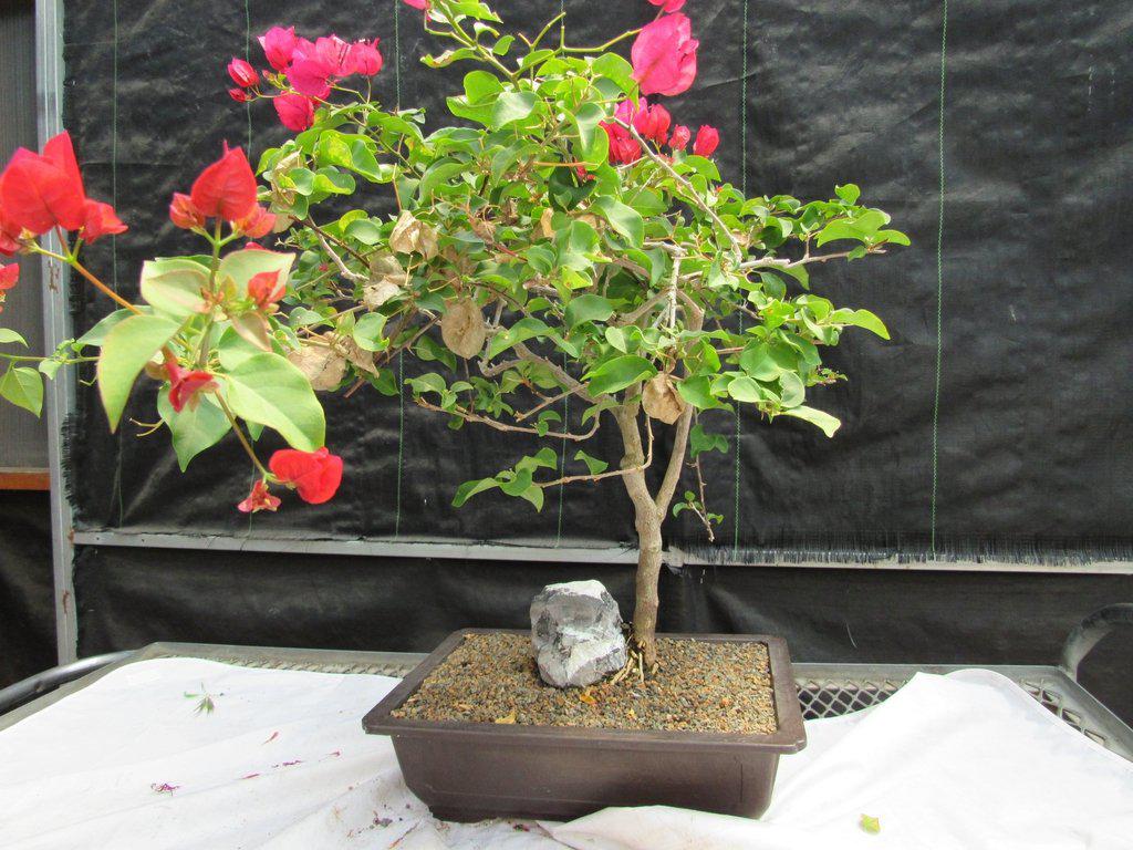26 Year Old Bougainvillea Specimen Bonsai Tree