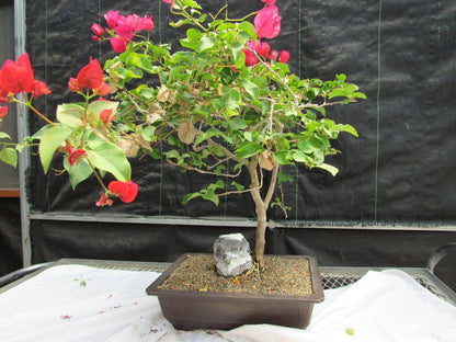 26 Year Old Bougainvillea Specimen Bonsai Tree