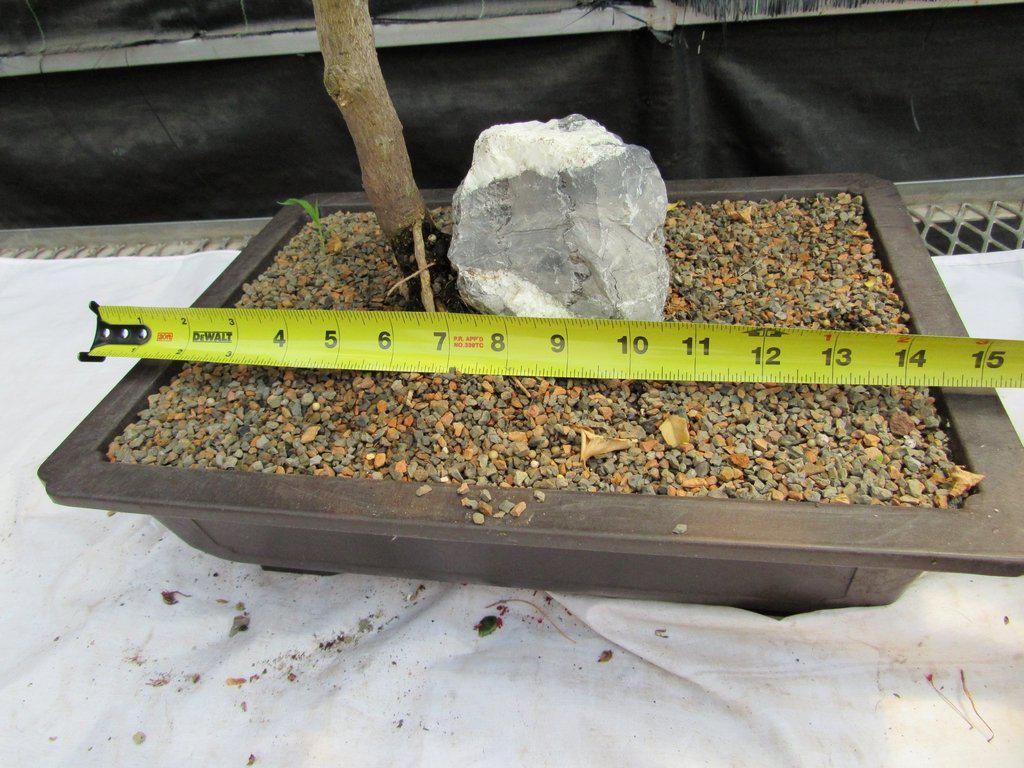 26 Year Old Bougainvillea Specimen Bonsai Tree