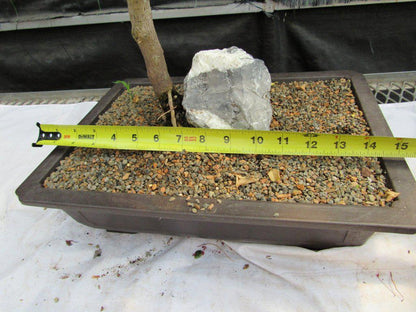 26 Year Old Bougainvillea Specimen Bonsai Tree