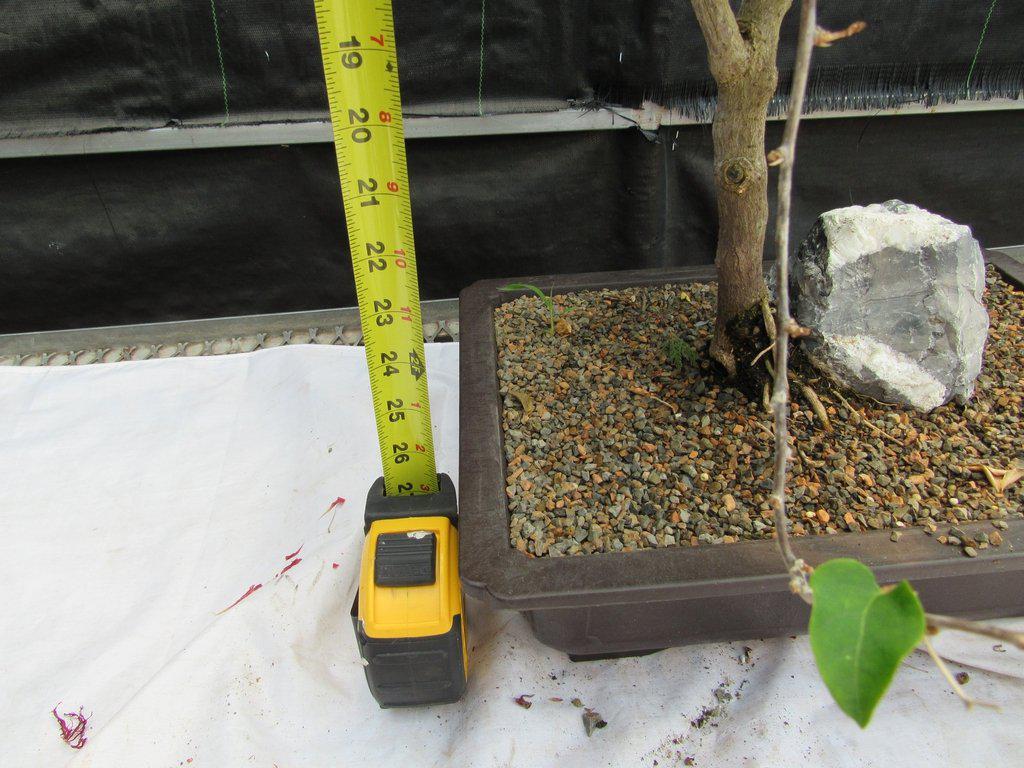 26 Year Old Bougainvillea Specimen Bonsai Tree