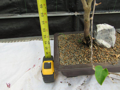 26 Year Old Bougainvillea Specimen Bonsai Tree