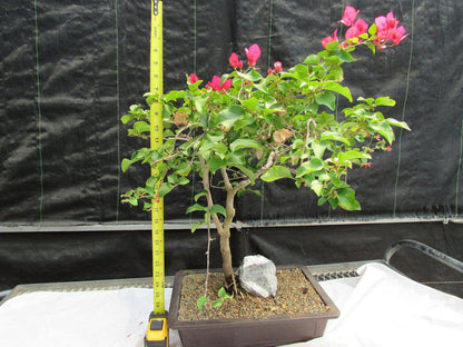 26 Year Old Bougainvillea Specimen Bonsai Tree