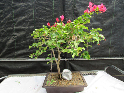 26 Year Old Bougainvillea Specimen Bonsai Tree