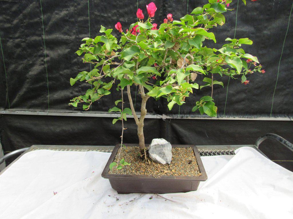 26 Year Old Bougainvillea Specimen Bonsai Tree