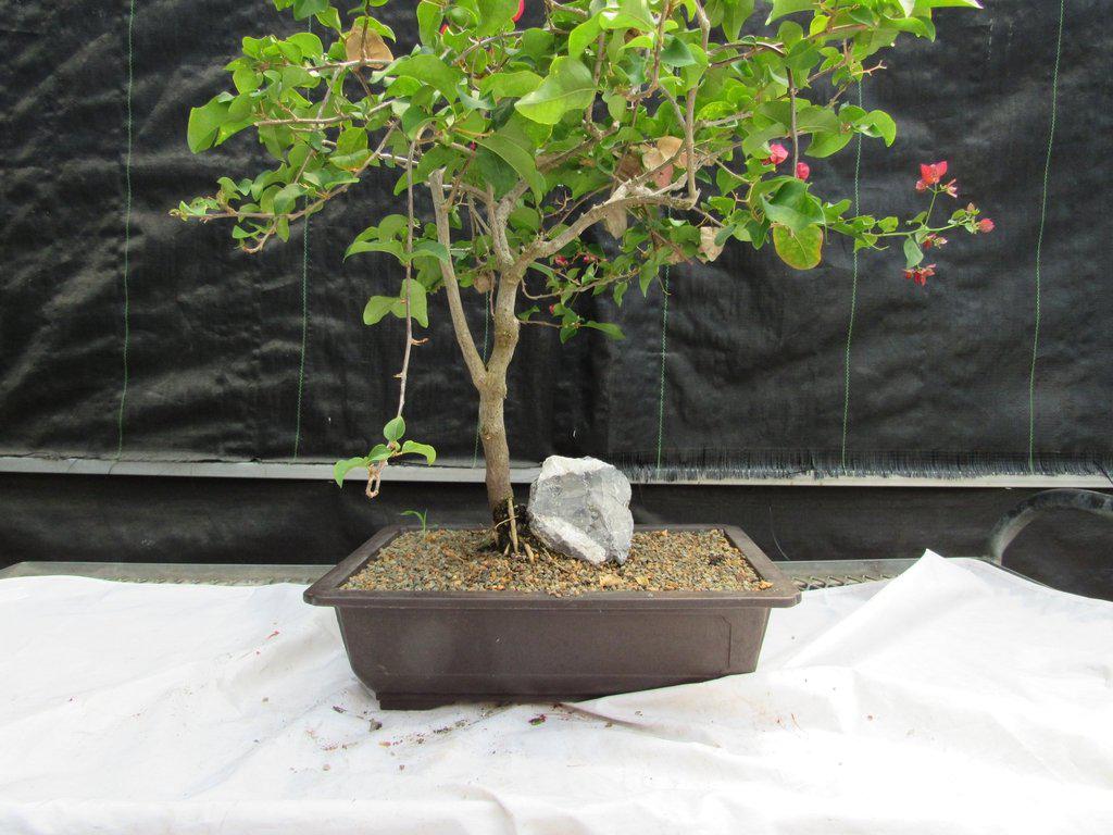 26 Year Old Bougainvillea Specimen Bonsai Tree