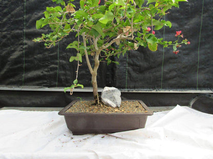 26 Year Old Bougainvillea Specimen Bonsai Tree