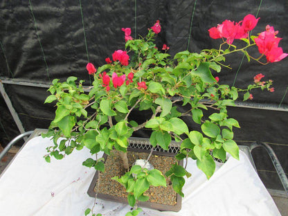 26 Year Old Bougainvillea Specimen Bonsai Tree