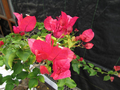 26 Year Old Bougainvillea Specimen Bonsai Tree