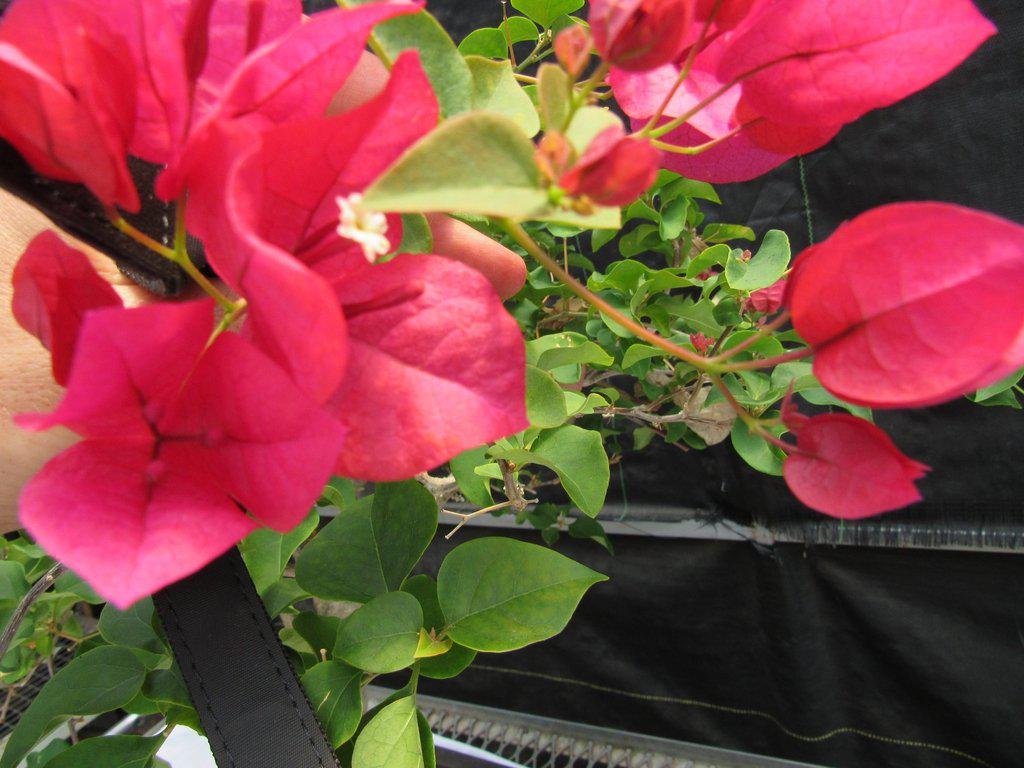 26 Year Old Bougainvillea Specimen Bonsai Tree